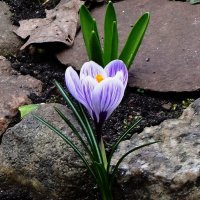 Крокусы :: Рита Симонова