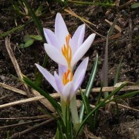 Крокусы :: Рита Симонова