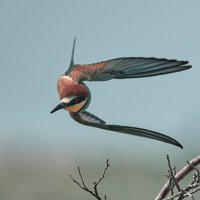 Золотистая щурка :: Yudong Liu