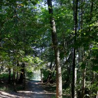 Кузьминский парк :: Игорь Белоногов