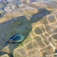 Красное море. Рыба хирург :: Ирэн 