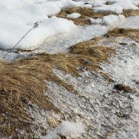 Весенний натюрморт :: Сергей Курников