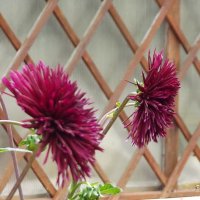 Георгины :: Freddy 97