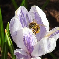 весна :: ИННА ПОРОХОВА