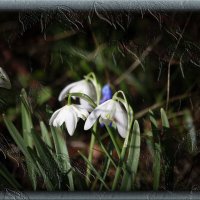 Подснежники. :: Геннадий Порохов