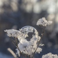 Пцзырь :: Андрей Пристяжнюк