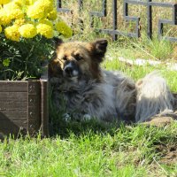 Ценитель красоты :: Galaelina ***