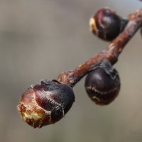 Уже вот-вот :: Tina Kott