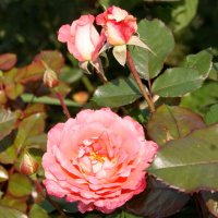 Лето,роза. :: сергей ермошкин