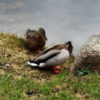 Поплыву куда прокрякуешь.. :: Aida10 