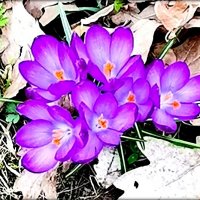 Первые цветы - крокусы ... :: Сергей 
