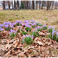 Крокусы :: Лия ☼