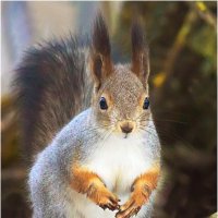 Кировчанка :: Валентин Котляров