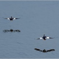 Гоголи на бреющем :: Валентин Котляров