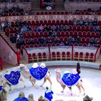 В цирке :: Таня Фиалка