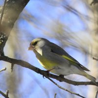 Зеленушка :: Ninell Nikitina