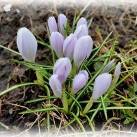 крокусы :: Елена Сухорученкова