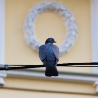 Птицы в городе :: Алексей Булак