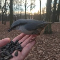 Поползень :: Сапсан 