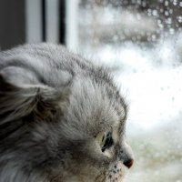 Киношный взгляд :: Анастасия Белякова