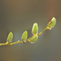 *** :: Леонид leo