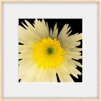 Арт фото :: Илья Шенгелия