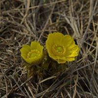 Подснежники. :: Анатолий Момотов