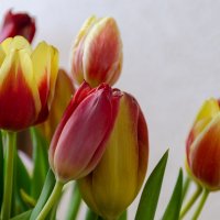 Чудесные тюльпаны :: Виктор Иванович Чернюк