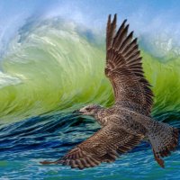 Чайка. :: Aleksey Afonin