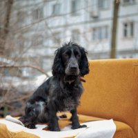 Джек :: Вячеслав Дроздов