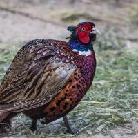 Фазан :: SanSan 