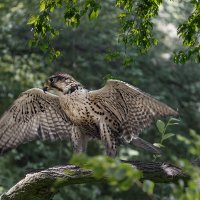 Ястреб :: SanSan 