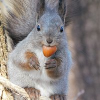 Белка :: Лина 