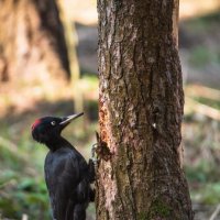 Чёрный дятел-желна. :: Виктор Евстратов