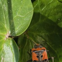 Лигей пятнистый :: Мариша Тим