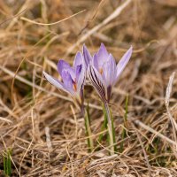 Крокус :: Игорь Сикорский