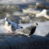 Весна и голуби :: Наталья Герасимова