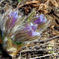 Первоцвты,сон-трава. :: nadyasilyuk Вознюк