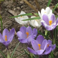 Первые весенние цветы :: Дмитрий Никитин