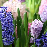 Гиацинты из Аптекарского :: ZNatasha -