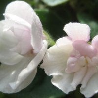 Мои фиалки :: Елена Семигина