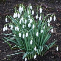 Подснежники :: Рита Симонова Подснежники :: Рита Симонова