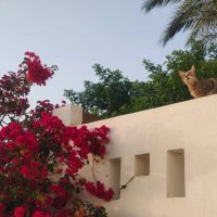 Египет. Шарм-эль-Шейх. "Высоко сижу, далеко гляжу" :: Ирэн Египет. Шарм-эль-Шейх. "Высоко сижу, далеко гляжу" :: Ирэн