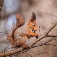 Белка :: Alex Bush