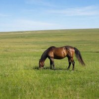 Лошадь на поле :: М С