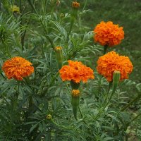 Бархатцы :: Freddy 97