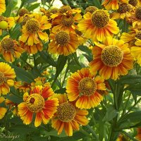 Гелениум :: Freddy 97