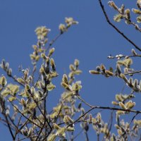 Подготовка к Празднику :: олег свирский Подготовка к Празднику :: олег свирский