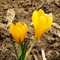 Жёлтые крокусы :: Андрей Снегерёв Жёлтые крокусы :: Андрей Снегерёв