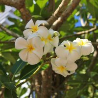 Плюмерия :: Владимир Соколов (svladmir)